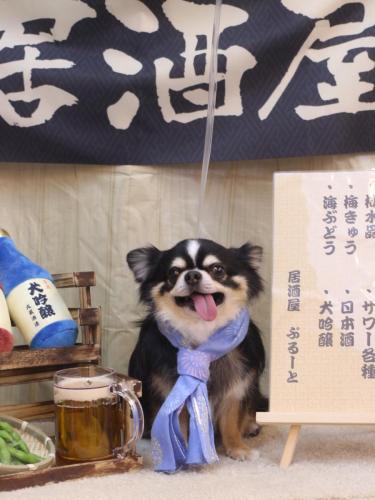 20240627ごまくん